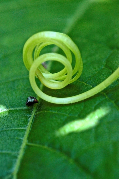 Близкий план насекомого на зеленом листе