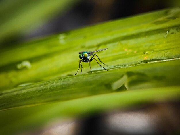 Close-up of insect on green leaf