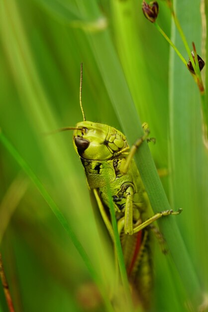 Close-up of insect on green leaf