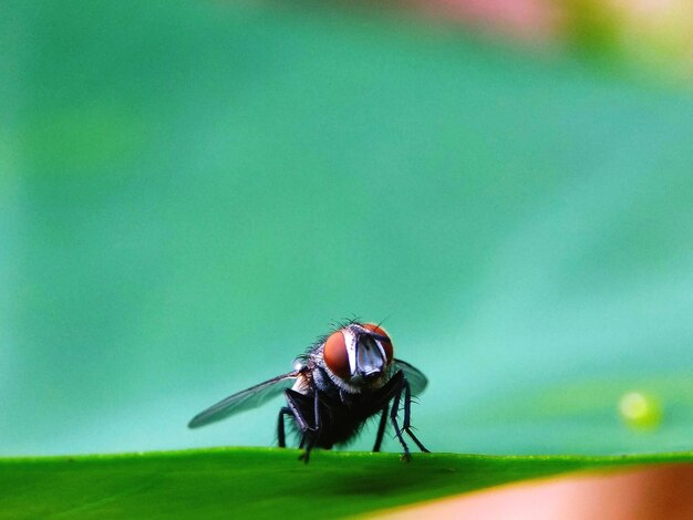 Close-up of insect on green leaf