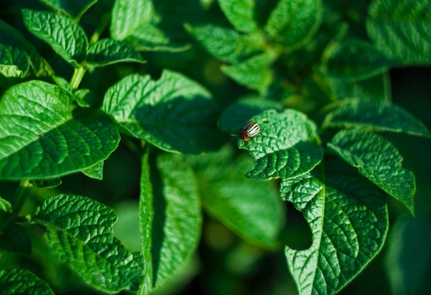 Photo close-up of insect on green leaves