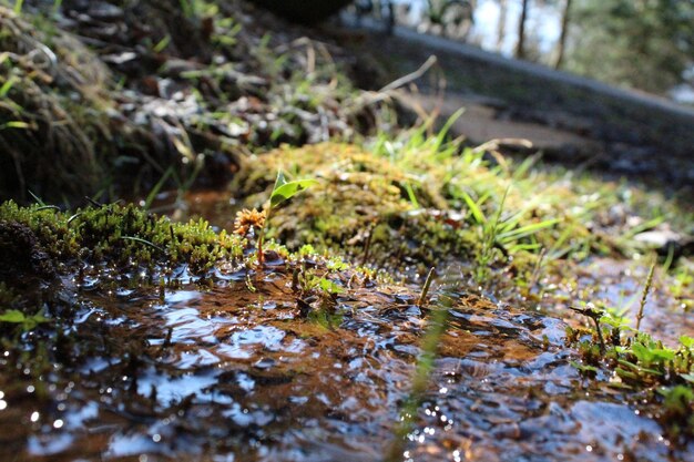 Foto prossimo piano di un insetto a terra