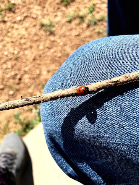 Photo close-up of insect on ground