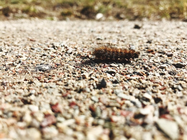 Photo close-up of insect on ground