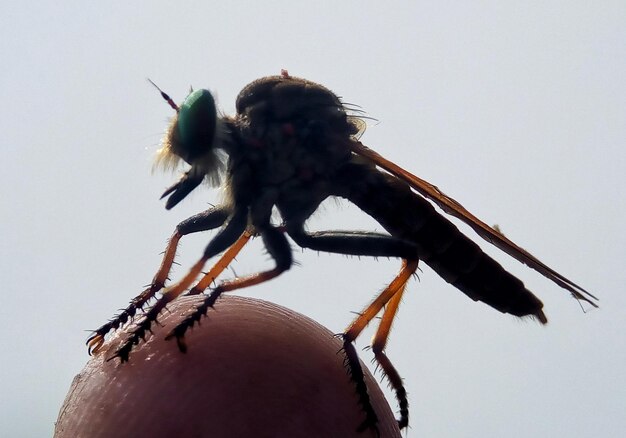 Photo close-up of insect on hand