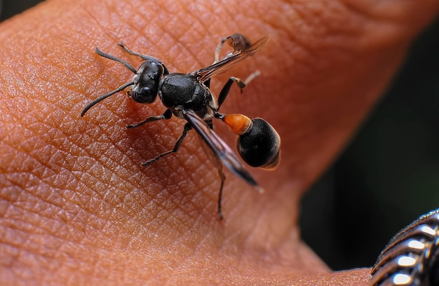 Photo close-up of insect on hand