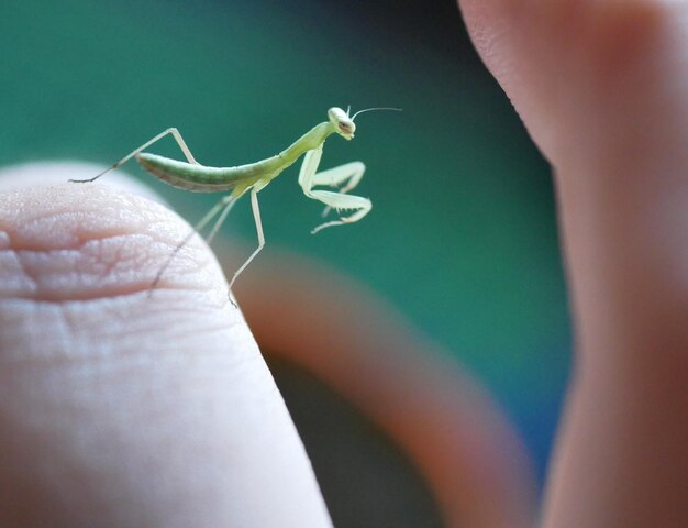 Close-up of insect on hand