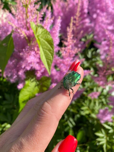 Foto prossimo piano di un insetto in mano