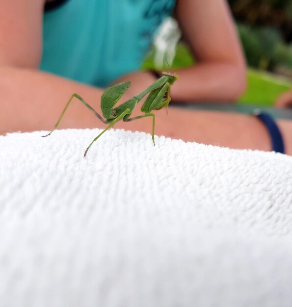 Photo close-up of insect on hand