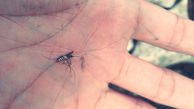 Close-up of insect on hand