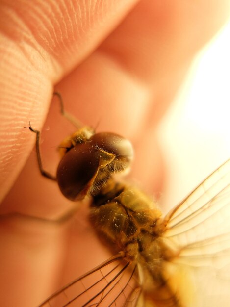 Close-up of insect on hand