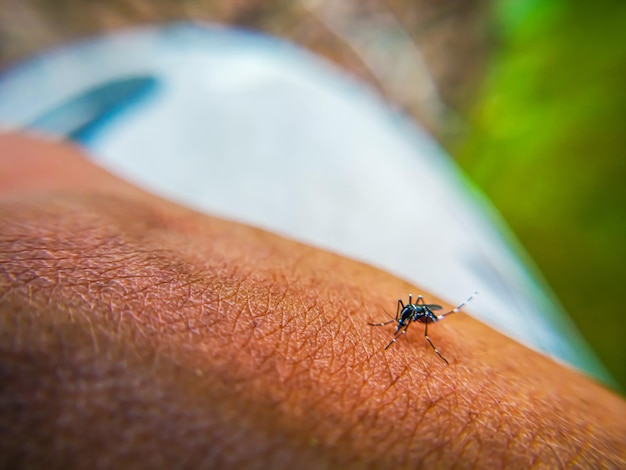 Photo close-up of insect on hand