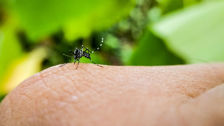 Photo close-up of insect on hand
