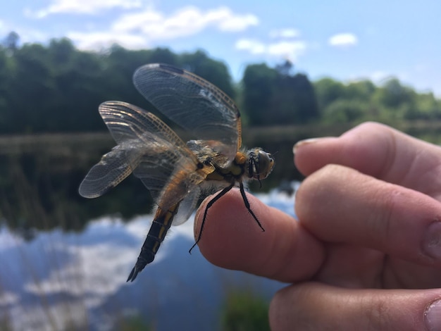 Photo close-up of insect on hand