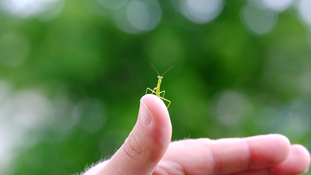 手の上の昆虫のクローズアップ