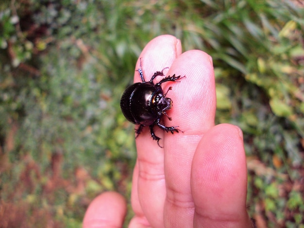 Photo close-up of insect on hand