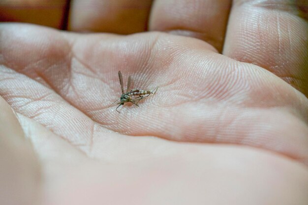 Close-up of insect on hand