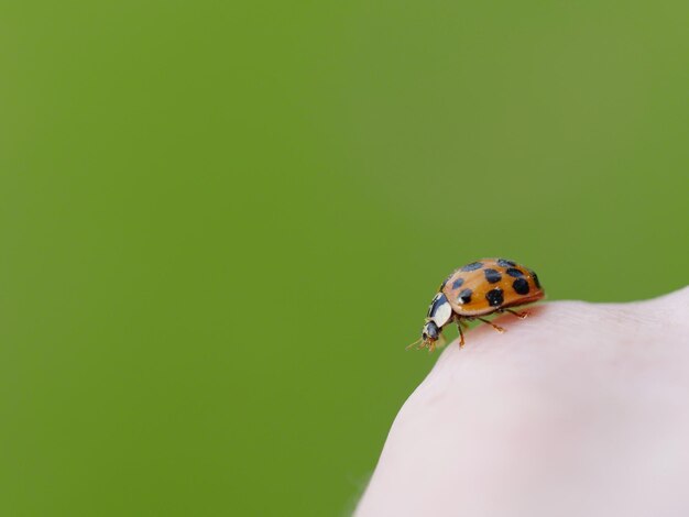 Close-up of insect on hand