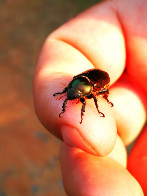 Close-up of insect on hand