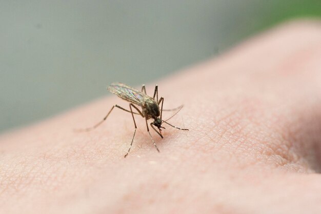 Close-up of insect on hand