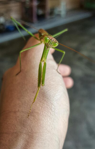 Close-up of insect on hand