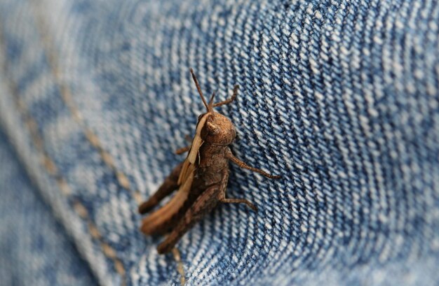 Foto prossimo piano di un insetto sui jeans