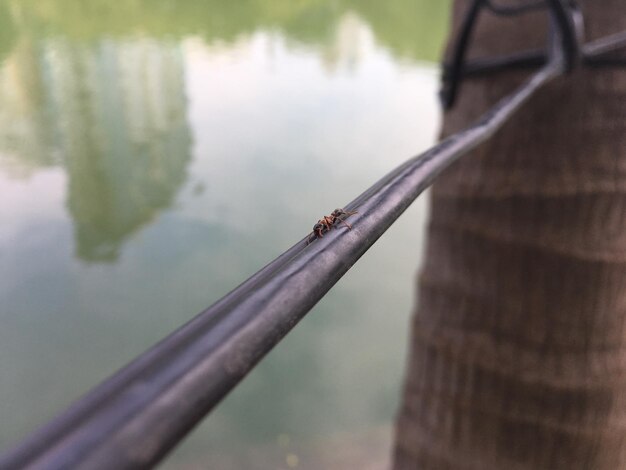 Photo close-up of insect on lake