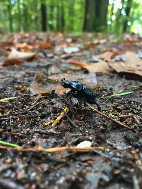 Close-up of insect on land