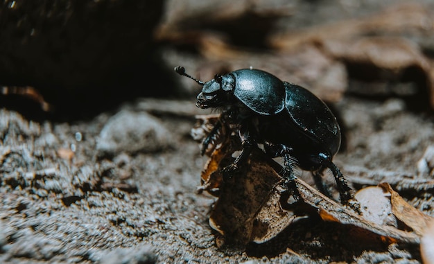 close-up of insect on land