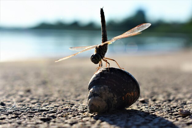 Photo close-up of insect on land