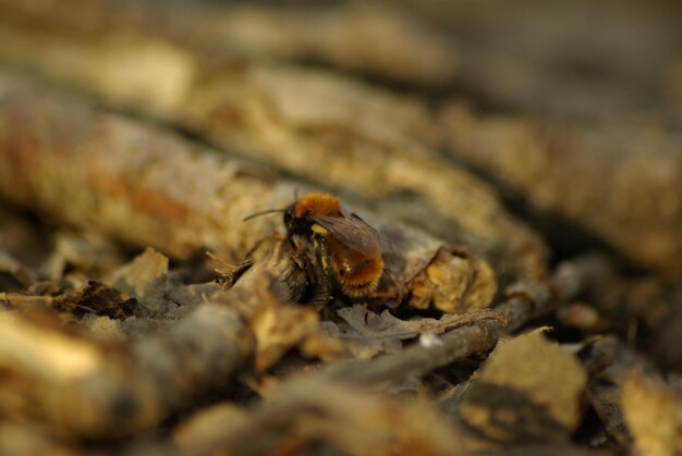 Close-up of insect on land