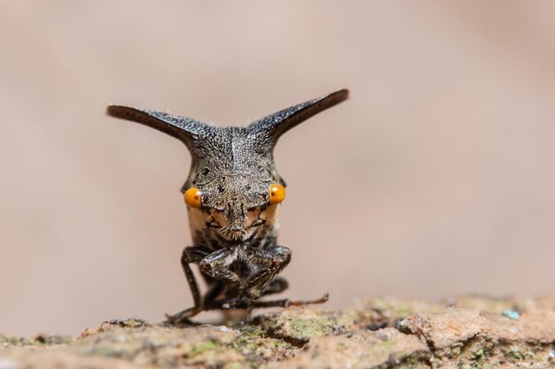 Photo close-up of insect on land