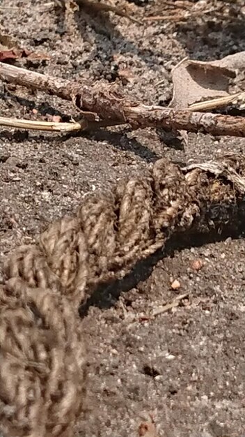 Close-up of insect on land