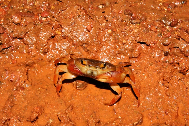 Close-up of insect on land