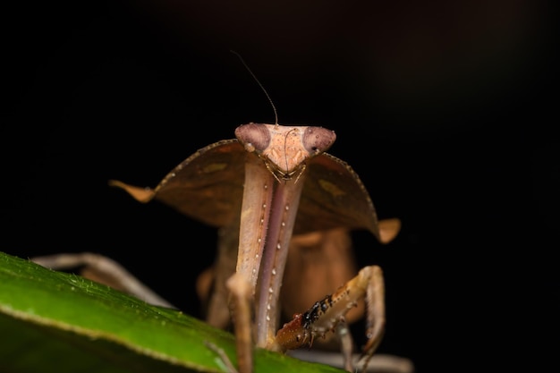 Photo close-up of insect on leaf against black background