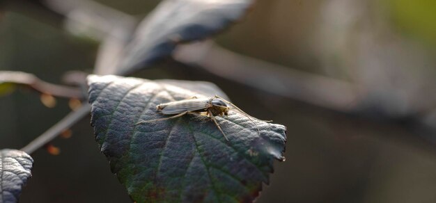 Foto close-up di un insetto su una foglia contro uno sfondo sfocato