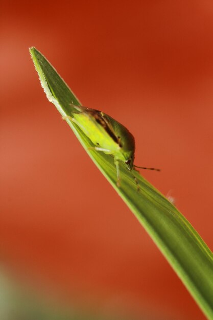 Close-up of insect on leaf against orange wall