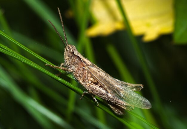 Photo close-up of insect on leaf grasshopper on the grass chorthippus biguttulus