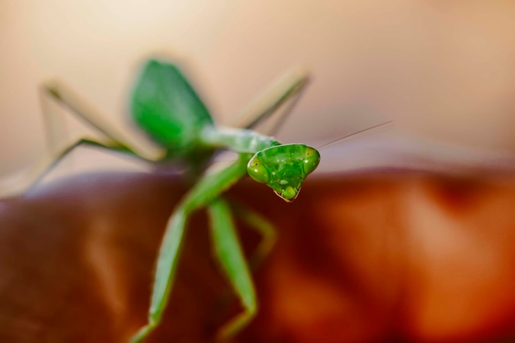 Photo 靠近叶子上的昆虫的praymantis