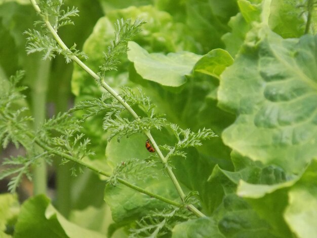 Close-up of insect on leaf