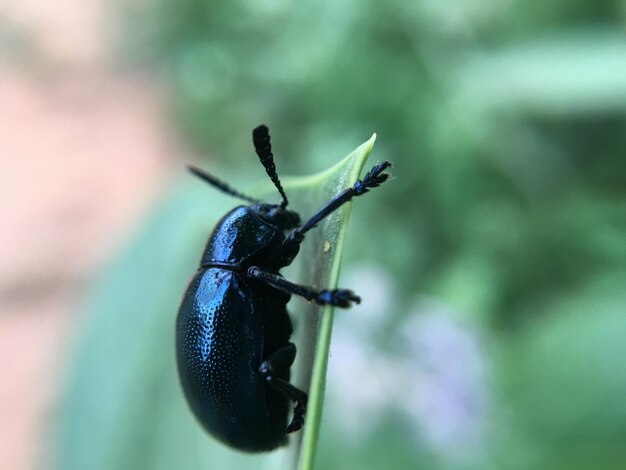 Foto prossimo piano di un insetto sulla foglia