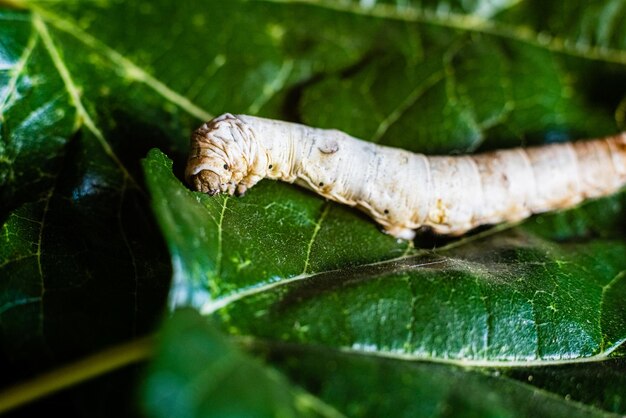 Close-up of insect on leaf