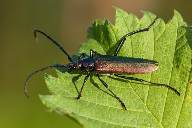 Close-up of insect on leaf