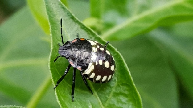 Photo close-up of insect on leaf