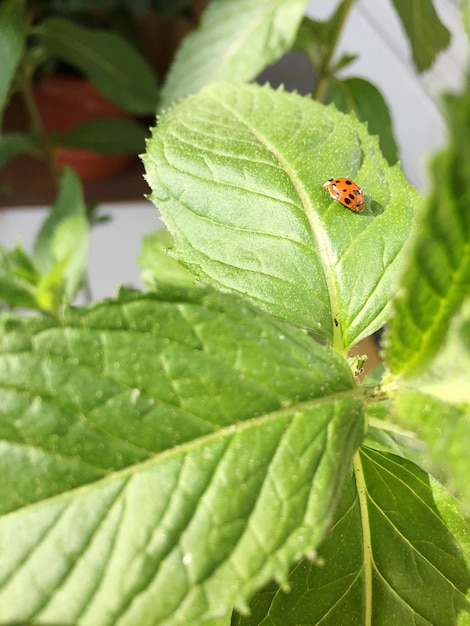 葉の上の昆虫のクローズアップ