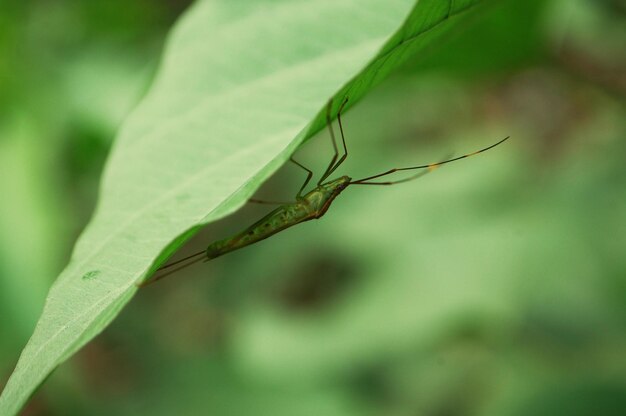 Close-up of insect on leaf