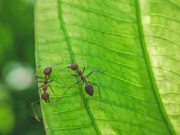 Photo close-up of insect on leaf