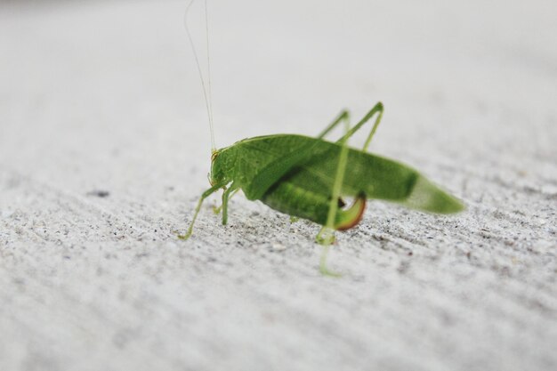 Close-up of insect on leaf