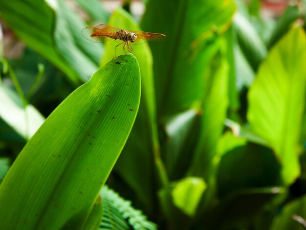 Close-up of insect on leaf