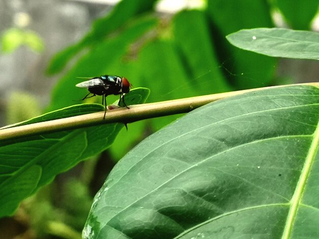 Close-up of insect on leaf